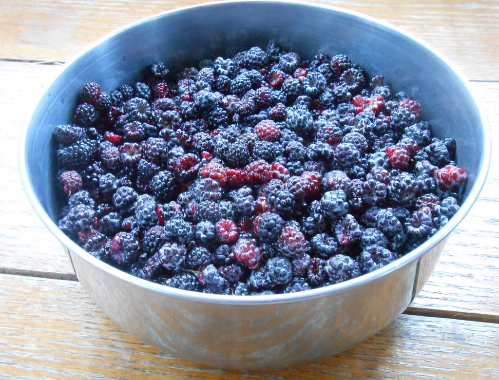 wild black raspberries