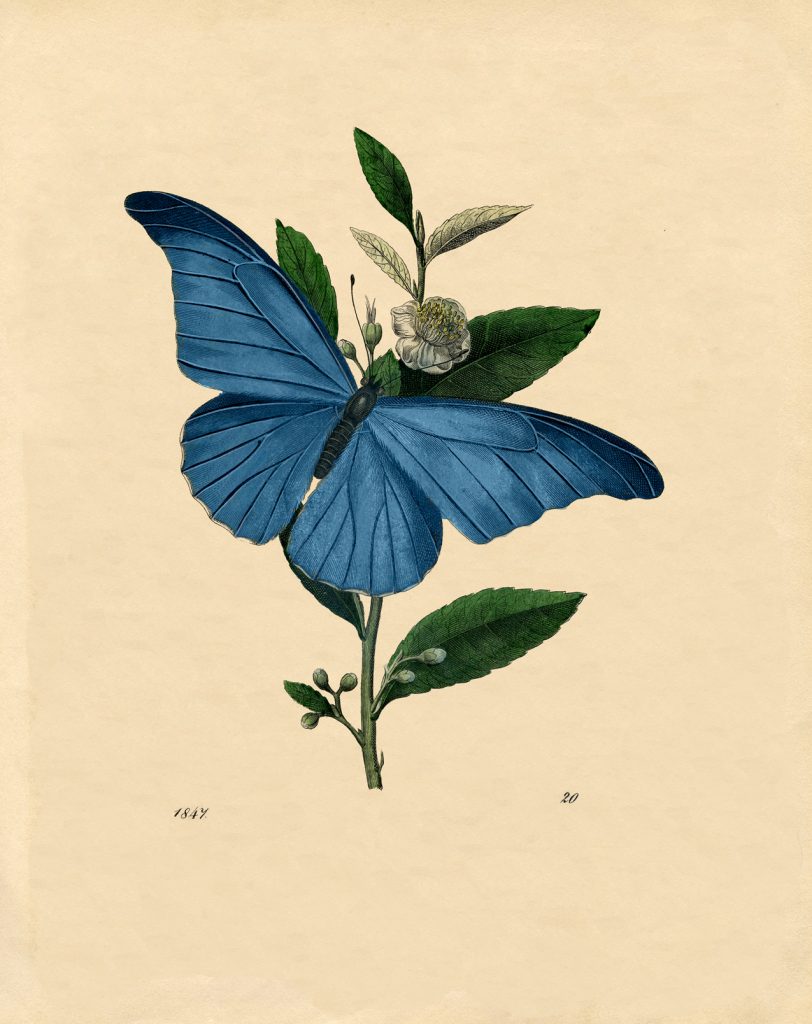 a blue butterfly
