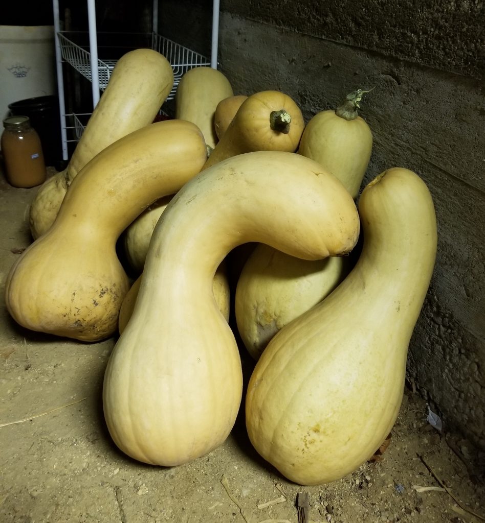 Squash in a root cellar, used for making muffins