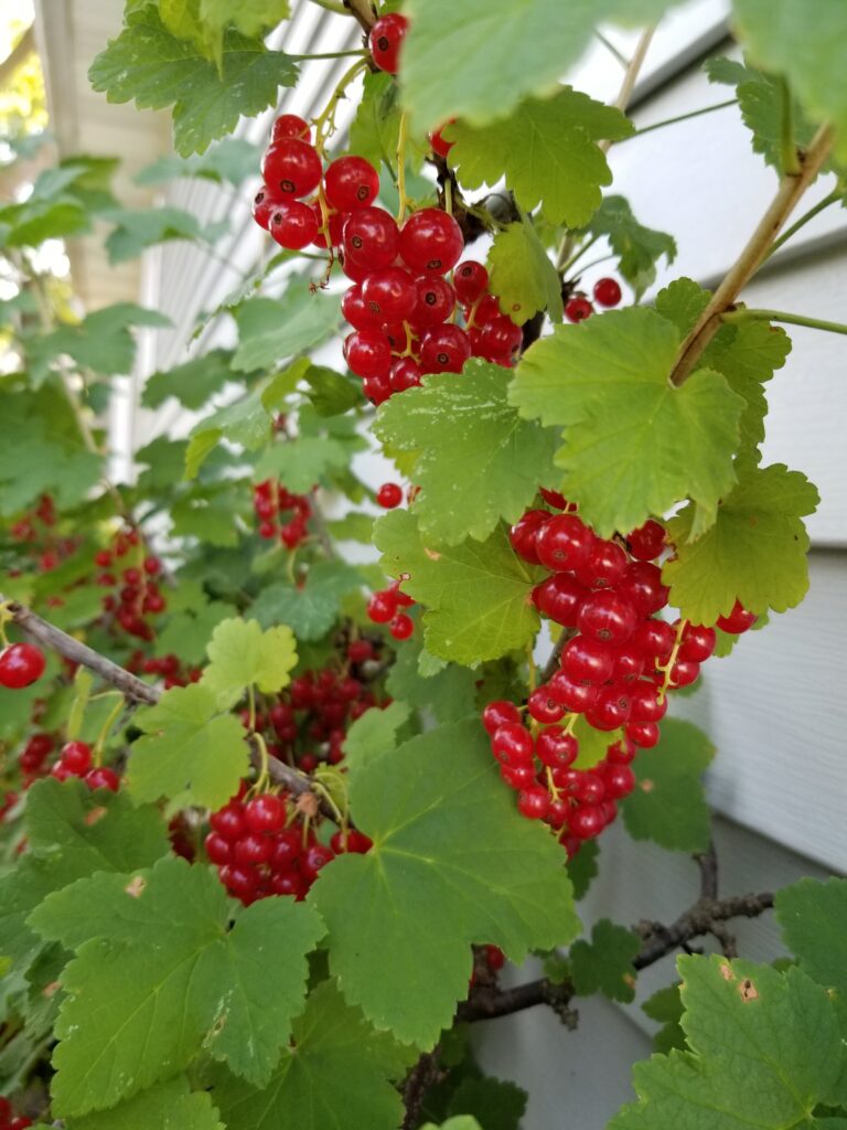 a red currant bush